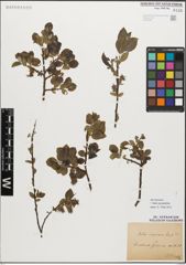 Foto von Salix myrsinifolia Salisb.